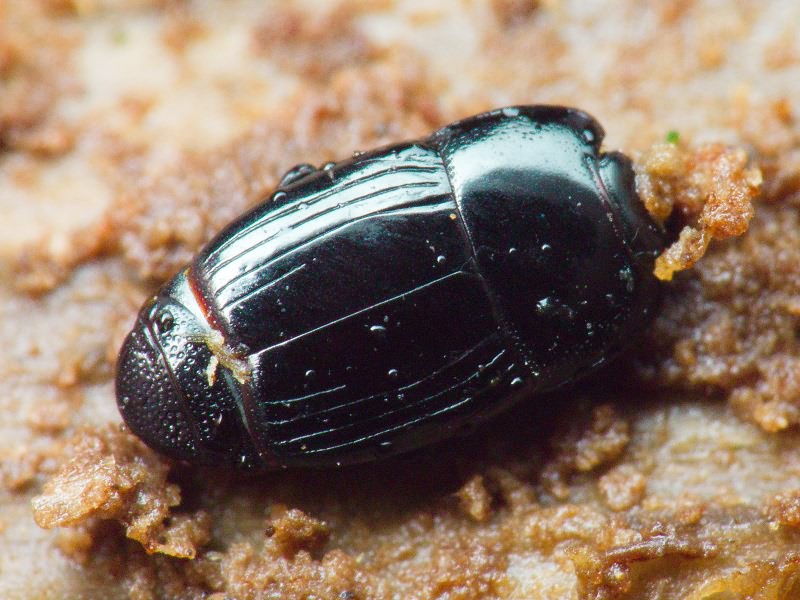 Platysoma compressum (Herbst, 1783)